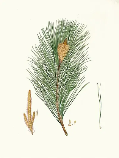 Pinus massoniana = Indian pine by Aylmer Bourke Lambert, 1837 — digital art print download