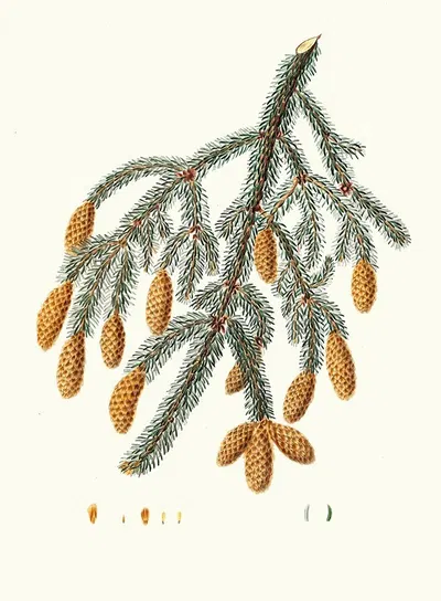 Pinus Menziesii = Warted-branched fir. by Aylmer Bourke Lambert, 1837 — digital art print download