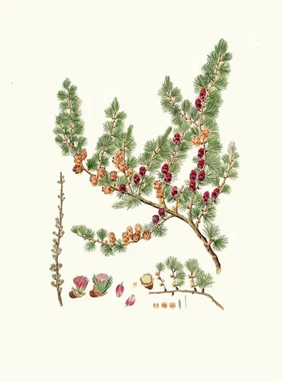 Pinus microcarpa = Red larch by Aylmer Bourke Lambert, 1837 — digital art print download