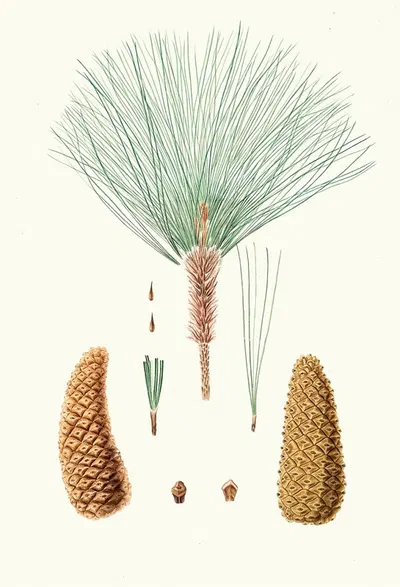 Pinus montezumae = Rough-branched Mexican pine. by Aylmer Bourke Lambert, 1837 — digital art print download