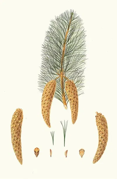 Pinus monticola = Short-leaved Weymouth pine. [Western white pine] by Aylmer Bourke Lambert, 1837 — digital art print…