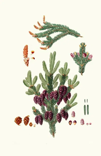 Pinus nigra = Black spruce pine by Aylmer Bourke Lambert, 1837 — digital art print download