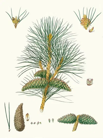 Pinus pallasiana = Tartarian pine. by Aylmer Bourke Lambert, 1837 — digital art print download
