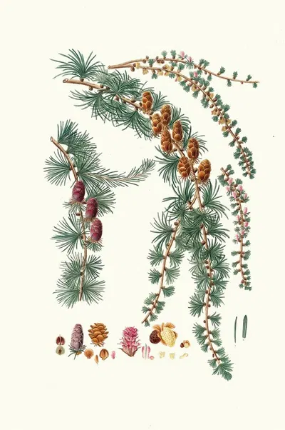 Pinus pendula = Black larch by Aylmer Bourke Lambert, 1837 — digital art print download
