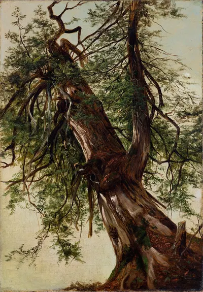 Исследование кедра by Дэвид Джонсон, 1827–1908 — digital art print download