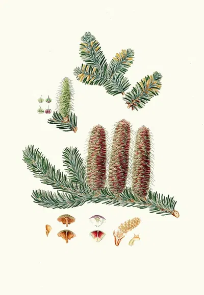 Pinus picea = Silver fir by Aylmer Bourke Lambert, 1837 — digital art print download