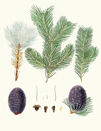 Pinus pindrow = Tooth-leaved fir. by Aylmer Bourke Lambert, 1837 — digital art print download