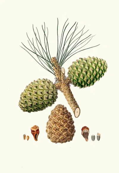 Pinus pinea = The stone pine. by Aylmer Bourke Lambert, 1837 — digital art print download