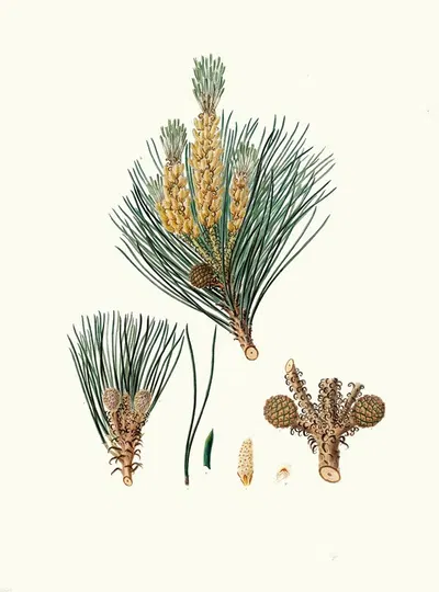 Pinus pinea = The stone pine by Aylmer Bourke Lambert, 1837 — digital art print download