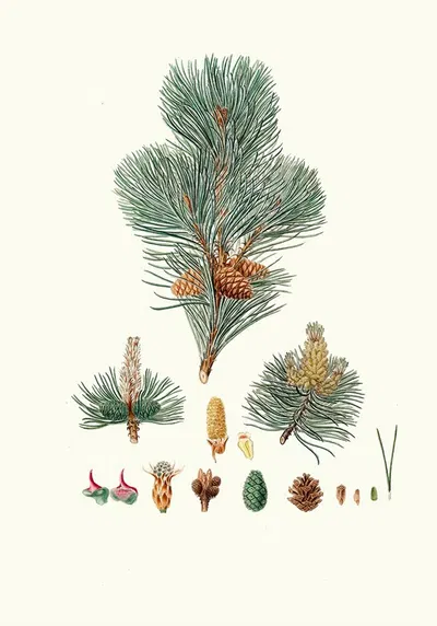 Pinus pumilio = The mugho, or Mountain pine. by Aylmer Bourke Lambert, 1837 — digital art print download