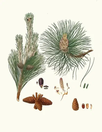 Pinus resinosa = Pitch pine by Aylmer Bourke Lambert, 1837 — digital art print download