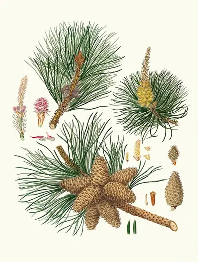 Pinus rigida = Three-leaved Virginian pine. by Aylmer Bourke Lambert, 1837 — digital art print download
