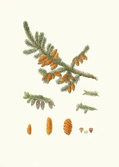 Pinus rubra = Newfoundland red pine by Aylmer Bourke Lambert, 1837 — digital art print download