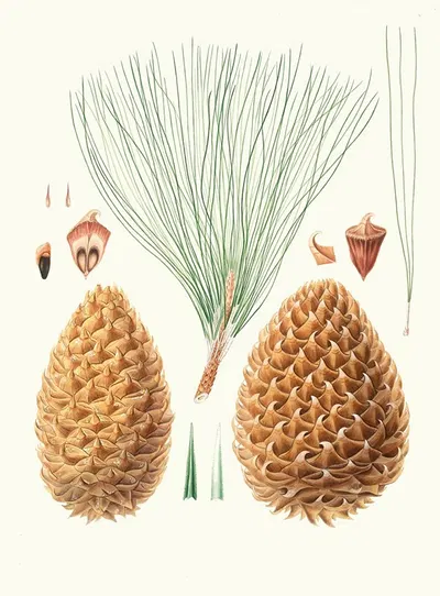 Pinus sabiniana = Great prickly-coned pine. [Digger pine] by Aylmer Bourke Lambert, 1837 — digital art print download