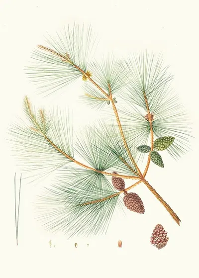 Pinus sinensis = Chinese pine. by Aylmer Bourke Lambert, 1837 — digital art print download