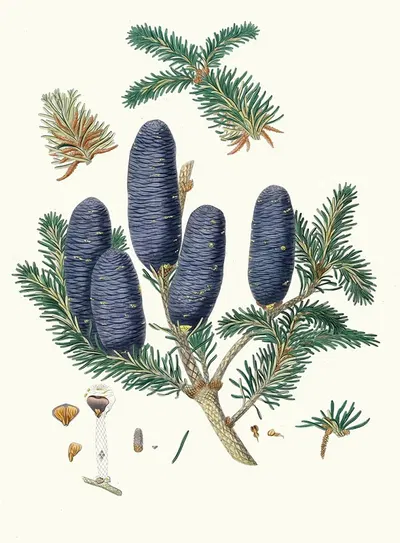 Pinus spectabilis = Purple-coned fir by Aylmer Bourke Lambert, 1837 — digital art print download