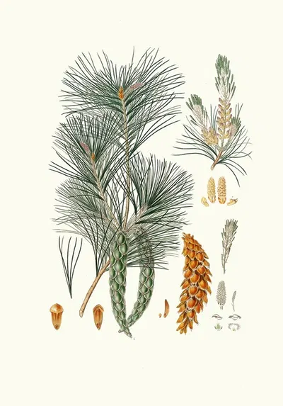 Pinus strobus = Weymouth pine by Aylmer Bourke Lambert, 1837 — digital art print download
