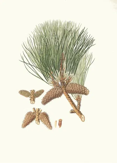 Pinus tæda = Frankincense pine by Aylmer Bourke Lambert, 1837 — digital art print download