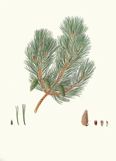 Pinus variablilis = Variable-leaved bastard pine by Aylmer Bourke Lambert, 1837 — digital art print download