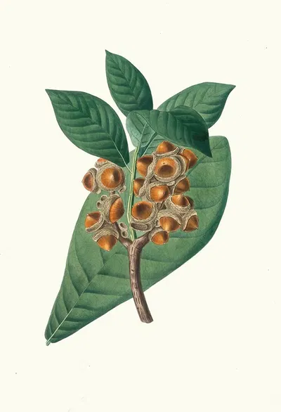 Quercus grandifolia = Magnolia-leaved oak. by Aylmer Bourke Lambert, 1837 — digital art print download
