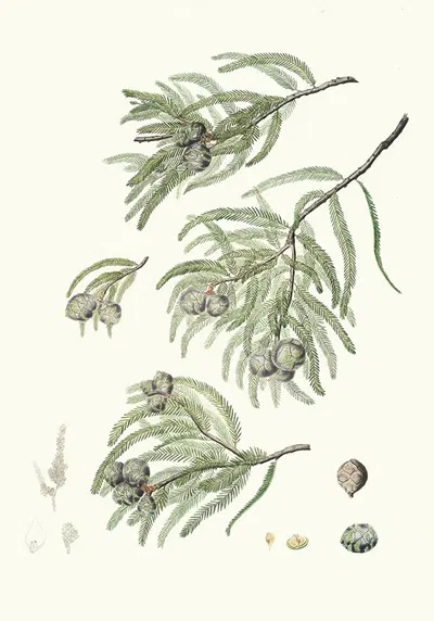 Taxodium distichum = Deciduous cypress. by Aylmer Bourke Lambert, 1837 — digital art print download