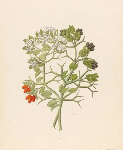 2 species of Carisfa arduina [Carissa haematocarpa] by Clemenz Heinrich Wehdemann, 1817 — digital art print download