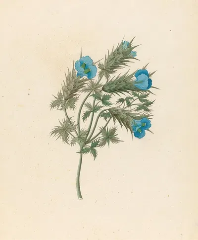 Acanthus carduifolia [Blepharis sinuata] by Clemenz Heinrich Wehdemann, 1817 — digital art print download