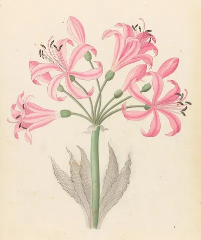 Amarillis [Boophone disticha] by Clemenz Heinrich Wehdemann, 1817 — digital art print download