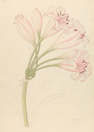 Amarillis [Crinum lineare] by Clemenz Heinrich Wehdemann, 1817 — digital art print download