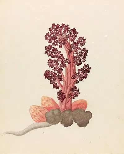 Aphyteia hydnora [Nymphaea nouchali] by Clemenz Heinrich Wehdemann, 1817 — digital art print download