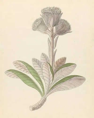 Arnica [Oldenburgia grandis] by Clemenz Heinrich Wehdemann, 1817 — digital art print download