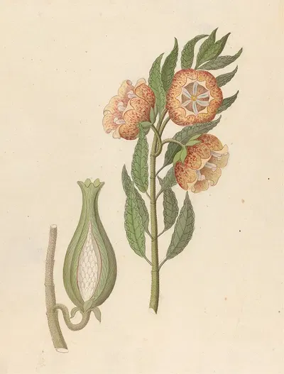 Asclepias grandiflora [Pachycarpus grandiflorus] by Clemenz Heinrich Wehdemann, 1817 — digital art print download
