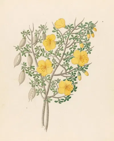 Bignoniae Nova Specie [Rhigozum obovatum] by Clemenz Heinrich Wehdemann, 1817 — digital art print download