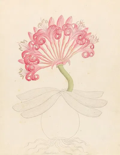 Brunswigia [Ammocharis coranica] by Clemenz Heinrich Wehdemann, 1817 — digital art print download