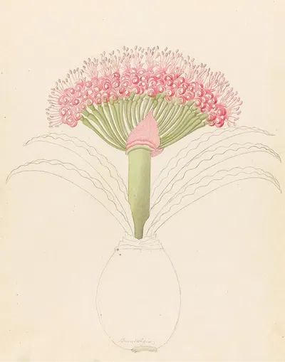 Brunswigia [Brunsvigia grandiflora] by Clemenz Heinrich Wehdemann, 1817 — digital art print download