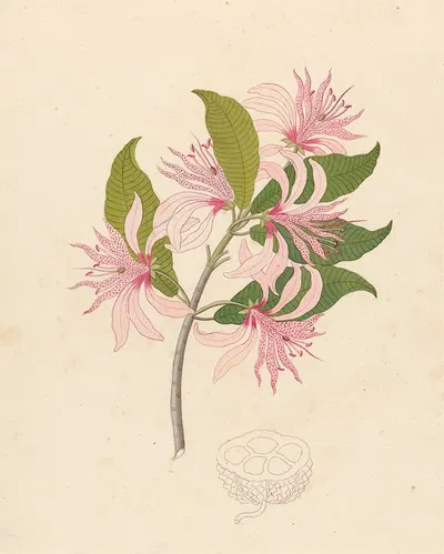 Calodendrum capense by Clemenz Heinrich Wehdemann, 1817 — digital art print download