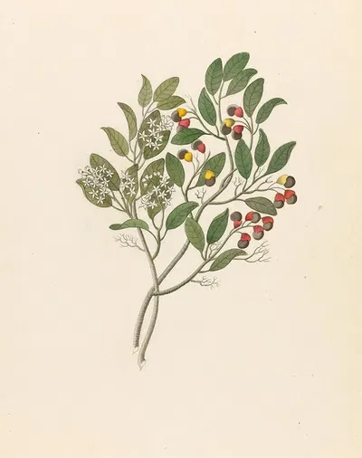 Celastrus [Apodytes dimidiata] by Clemenz Heinrich Wehdemann, 1817 — digital art print download