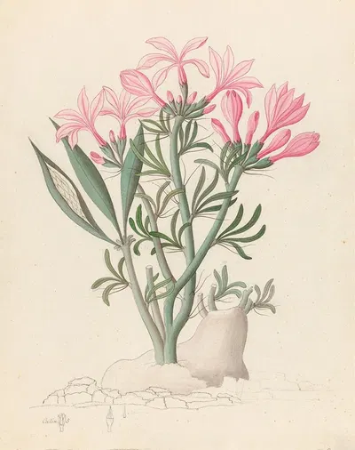 Ceropegia or Echites [Pachypodium succulentum] by Clemenz Heinrich Wehdemann, 1817 — digital art print download