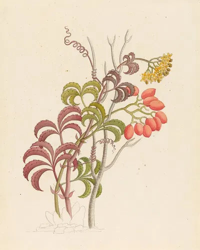 Cisfus Nov. Sp. [Cyphostemma quinatum] by Clemenz Heinrich Wehdemann, 1817 — digital art print download