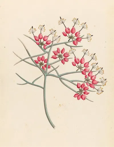 Cleome juncea. [Cadaba aphylla] by Clemenz Heinrich Wehdemann, 1817 — digital art print download