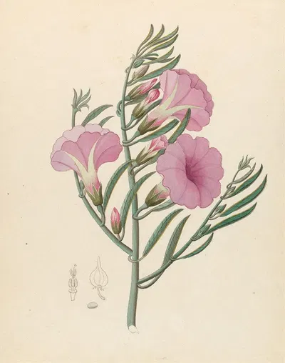 Convolvulus [Ipomoea oenotheroides] by Clemenz Heinrich Wehdemann, 1817 — digital art print download