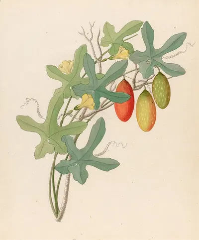 Cucumis, Melothria pendula [Coccinea quinqueloba] by Clemenz Heinrich Wehdemann, 1817 — digital art print download