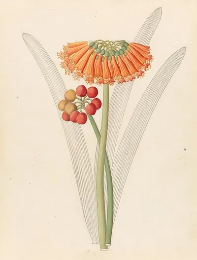 Cyrtanthus [Clivia nobilis] by Clemenz Heinrich Wehdemann, 1817 — digital art print download