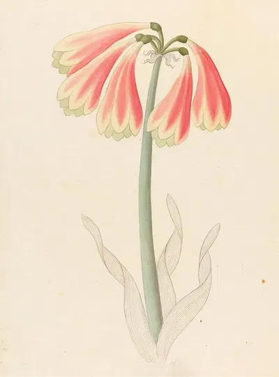 Cyrtanthus oblig [Cyrtanthus obliquus] by Clemenz Heinrich Wehdemann, 1817 — digital art print download