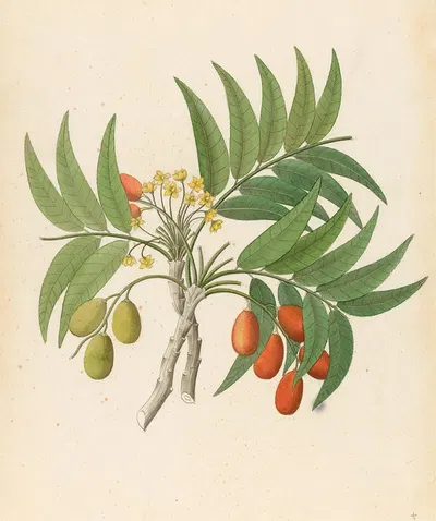 Decandria Mon. [Harpephyllum caffrum] by Clemenz Heinrich Wehdemann, 1817 — digital art print download