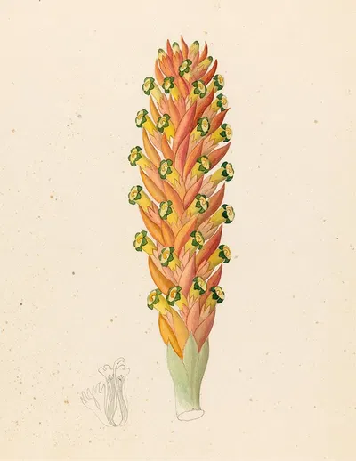 Didinamia angiosperma [Harveya hyobanchoides] by Clemenz Heinrich Wehdemann, 1817 — digital art print download