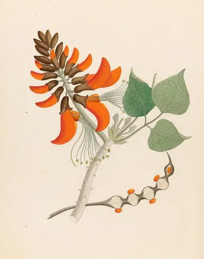 Erythrina Caffras by Clemenz Heinrich Wehdemann, 1817 — digital art print download