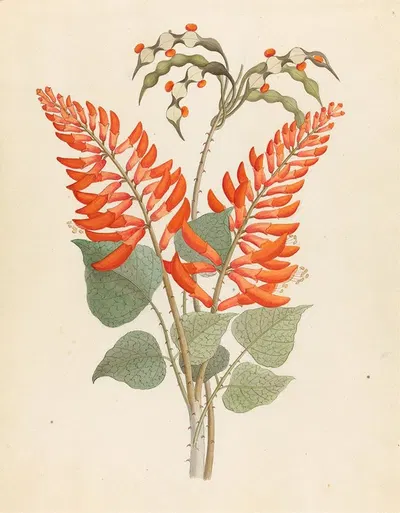 Erythrina, Nov. Specie [Erythrina humeana] by Clemenz Heinrich Wehdemann, 1817 — digital art print download