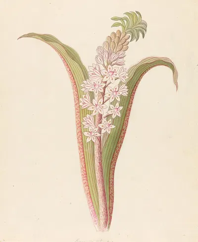Eucomis punctata [Eucomis autumnalis] by Clemenz Heinrich Wehdemann, 1817 — digital art print download