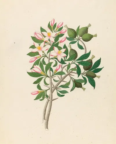 Gardenia Nov. Sp. [Hyperacanthus amoenus] by Clemenz Heinrich Wehdemann, 1817 — digital art print download
